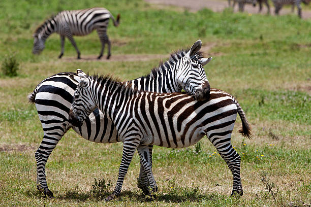 istock Zebras in the Ngorongoro Crater 177857280