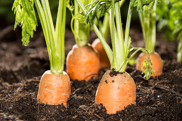istock Some Carrots in the dirt 177857341