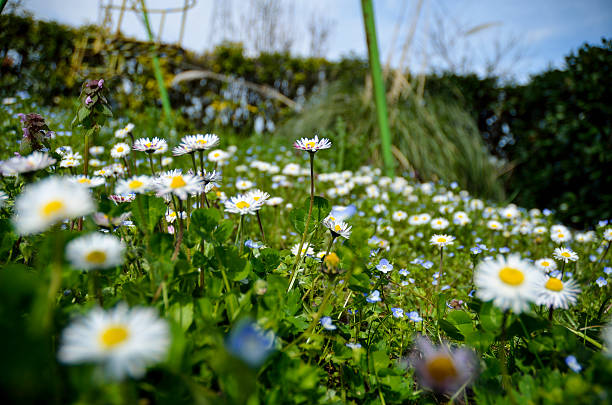 Fleuri prairie - Photo