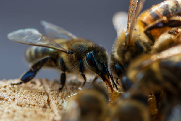 istock Worker bee collecting nectar, closeup. Beekeeping in countryside 1778574933