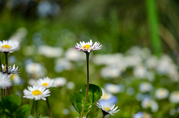 Margarida no meu Jardim - fotografia de stock