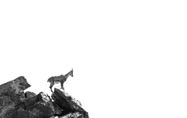 Ibex balacing on a mountain edge