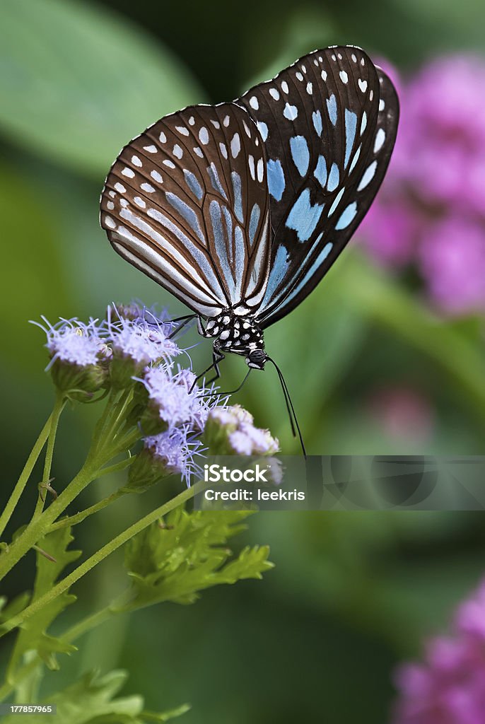 Dark Blue Tiger (Tirumala septentrionis) butterfly Dark Blue Tiger (Tirumala septentrionis) butterfly feeding on Gregg's Mist flowers Animal Antenna Stock Photo