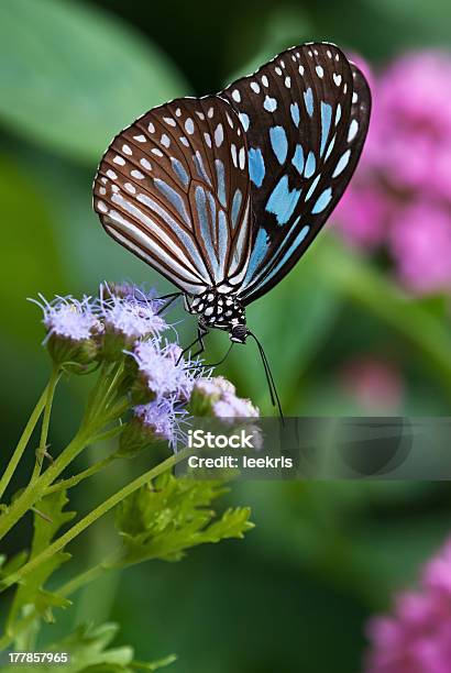 Dark Blue Tiger Butterfly Stock Photo - Download Image Now - Animal Antenna, Animal Body Part, Animal Markings