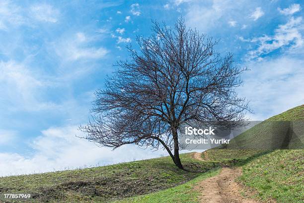 Apricot Albero Solitario Su Una Collina Contro Il Cielo Nuvoloso - Fotografie stock e altre immagini di Albero