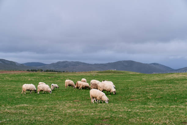 istock White sheep graze on a green plain with mountains in the background 1778580100
