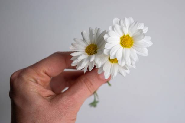 istock closeup of daisies on white background 1778580748