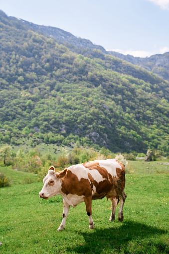 Brown cow walks through a green meadow in a mountain valley. High quality photo