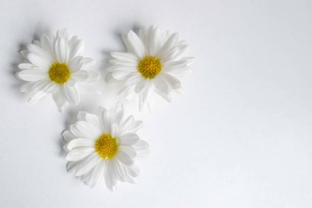 istock closeup of daisies on white background 1778582514