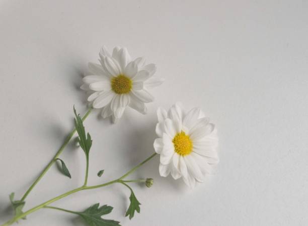 istock closeup of daisies on white background 1778583432