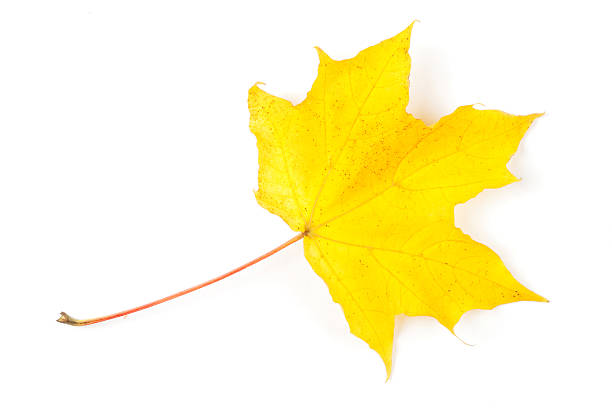 istock Yellow autumn leaf isolated on white background 177858357