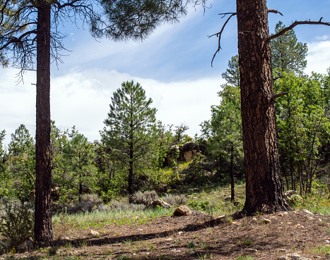 Large pine tree with Pikes Peak (14110 feet elevation) near Colorado Springs in western USA of North America. Nearby cities are Colorado Springs, Pueblo and Denver, Colorado.