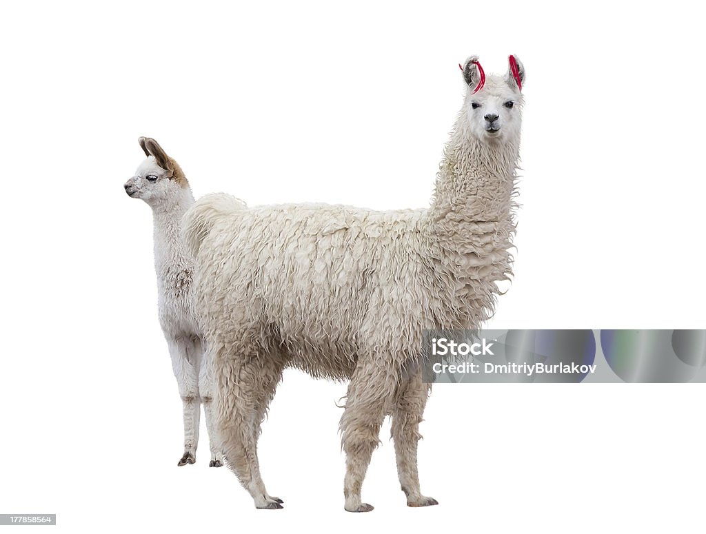 Hembra, arreo de llama y un bebé - Foto de stock de Llama - Familia del camello libre de derechos