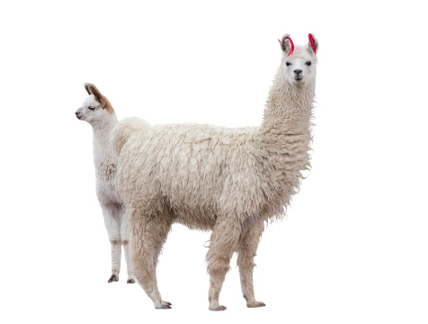 Two llamas on the side of a white background