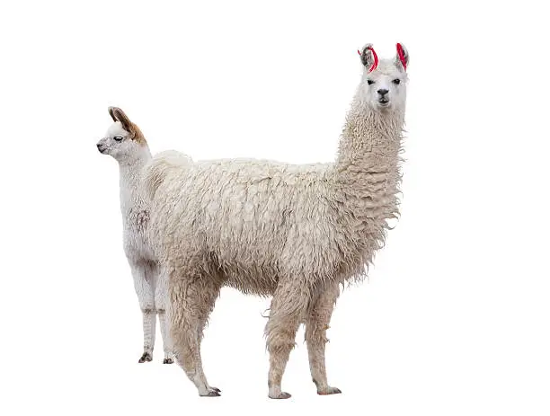 Two llamas on the side of a white background