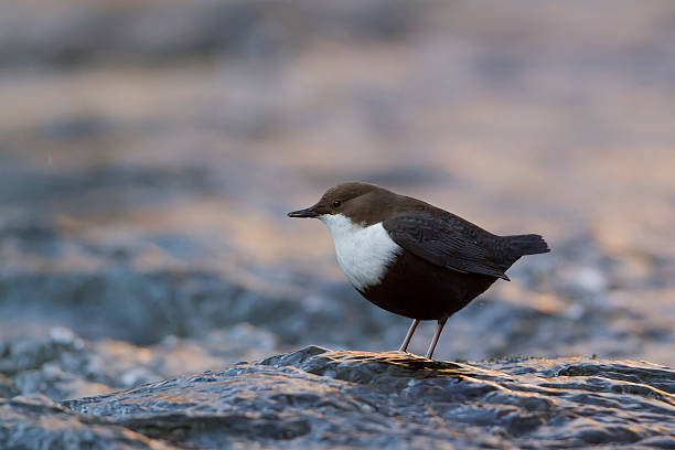White-throated Dipper river bird (Cinclus-cinclus) bird species Cinclus cinclus, Vosges, France cinclidae stock pictures, royalty-free photos & images