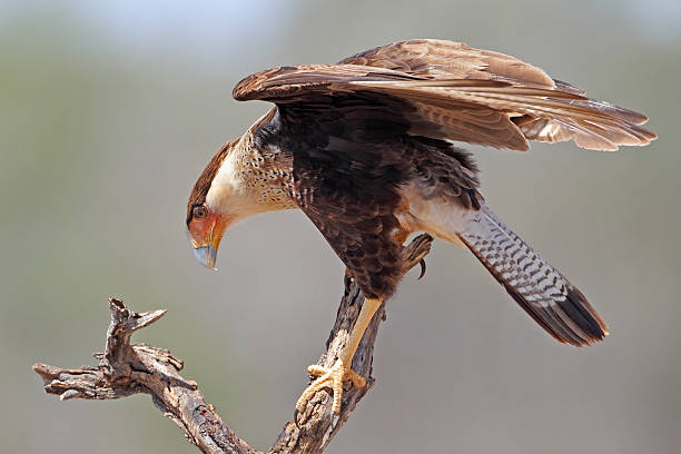 istock Immature Crested Caracara - Texas 177858761