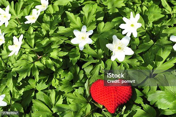 Rosso Cuore Con Fiori Bianchi - Fotografie stock e altre immagini di Amore - Amore, Astratto, Attrezzatura