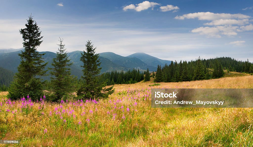 Paysage coloré de l'été dans les montagnes Carpathian - Photo de Arbre libre de droits