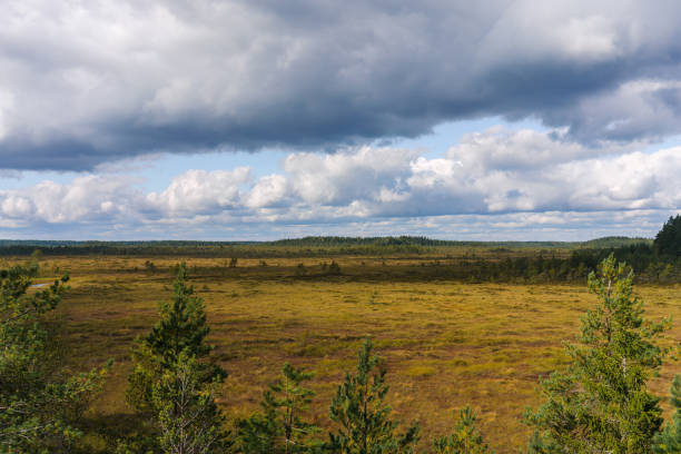 istock Swamp landscape view on a cloudy day in Finland 1778592837