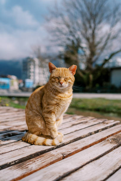 istock Ginger cat sits squinting on a wooden bench in the park 1778594581