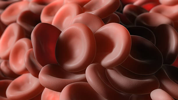 Red blood cells close-up stock photo