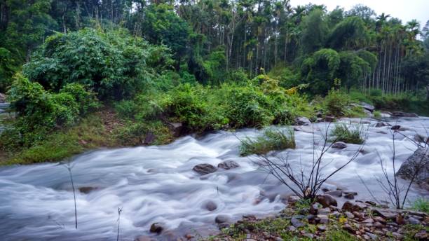 istock stream with stones and plants next to trees on hill side 1778600286