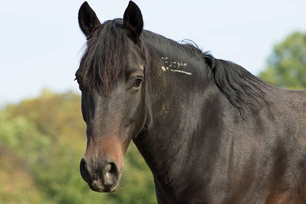 istock Wild Mustang horse 177860117