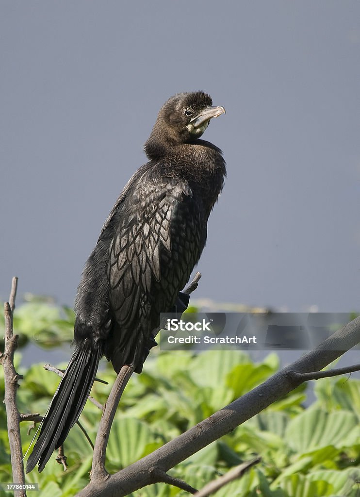 Little Cormorant (Phalacrocorax Niger) "Our expert diver and submarine swimmer, lives exclusively on fish which it chases and captures under water!" Adult Stock Photo