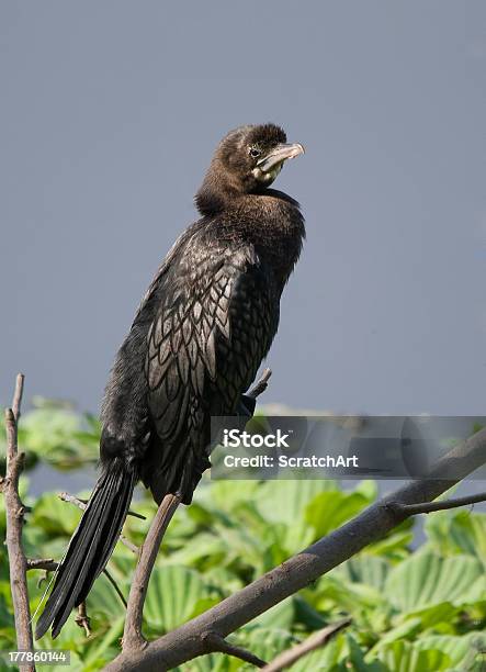 Little Cormorant Stock Photo - Download Image Now - Adult, Animal, Animal Migration