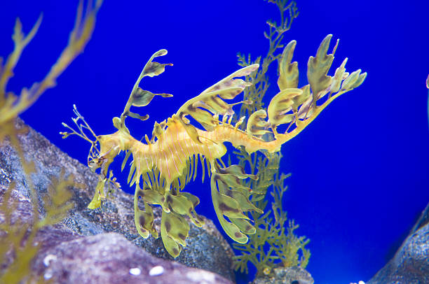 istock Leafy sea dragon floats 177860354