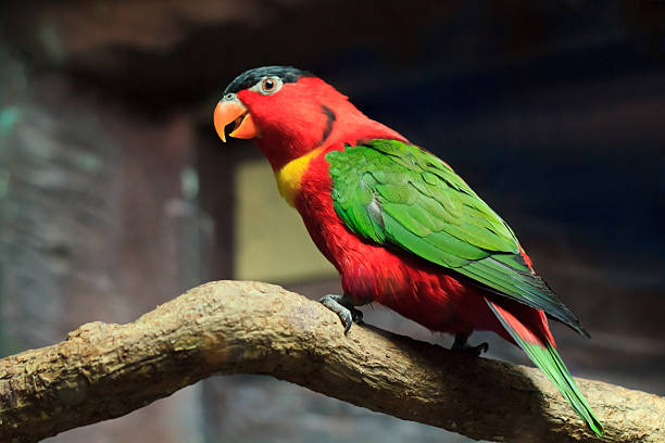 istock Beautiful red parrot bird close up 177860421