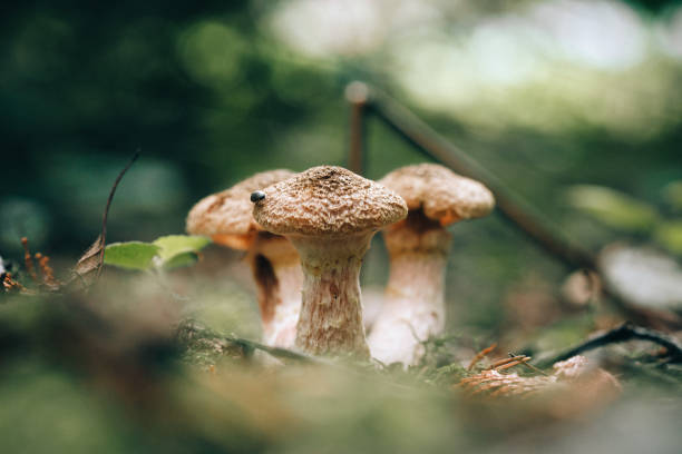 istock Wild Mushrooms In Washington State 1778608350