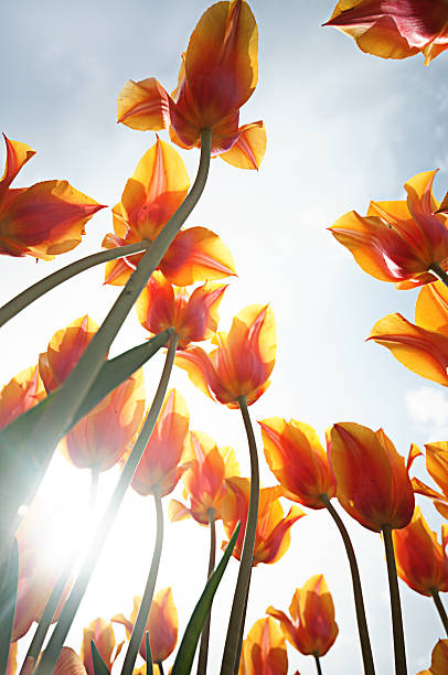 istock Red and yellow tulips 177860866
