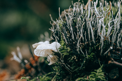 white ink cap mushroom in the forest