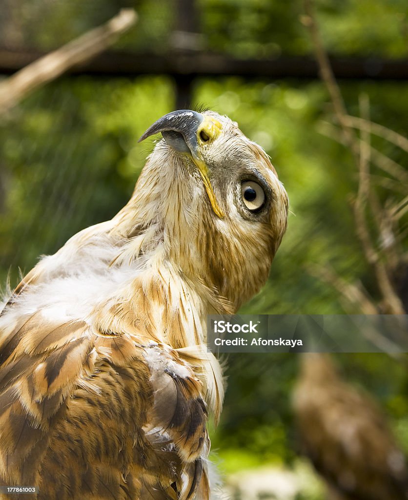 Golden eagle - Foto de stock de Animais caçando royalty-free