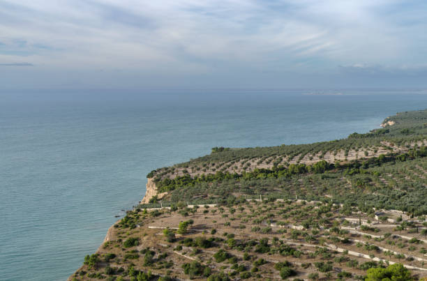 Elevated view of olive trees, Gargano National Park, Apulia, Southern Italy