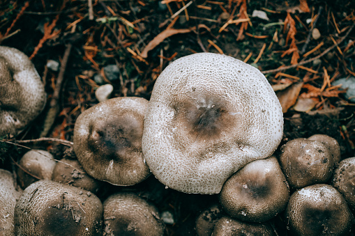 Assorted fungi that sprouts up everywhere in the Pacific Northwest with the Autumn rain.