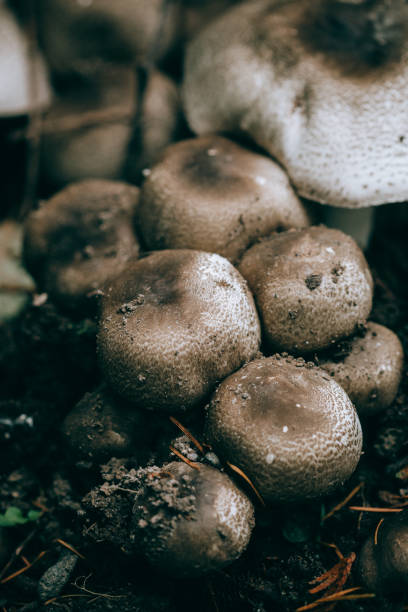 istock Wild Mushrooms In Washington State 1778612085