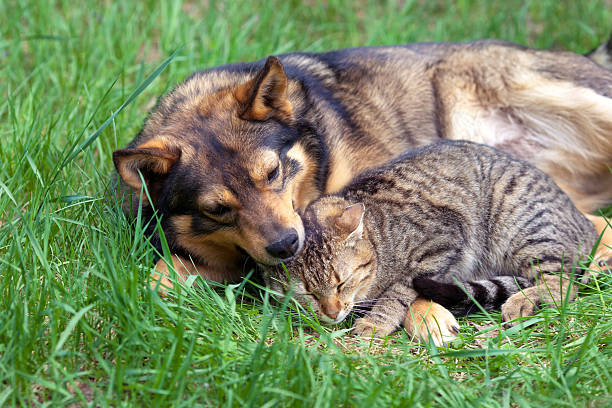 istock Cat and dog relaxing on the grass 177861305