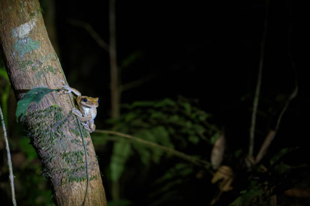 лягушка отдыхает на дереве в тропических лесах амазонки - camouflage animal frog tree frog стоковые фото и изображения