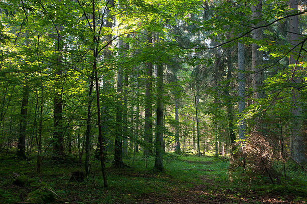 istock Early autumn morning in the forest 177861603