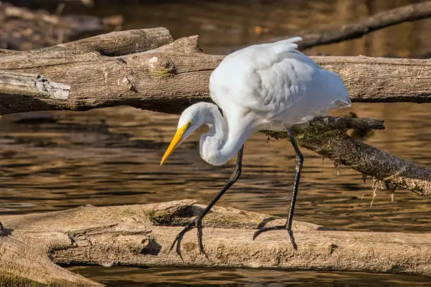Great egret foraging on driftwood, looking at a prey in the pond