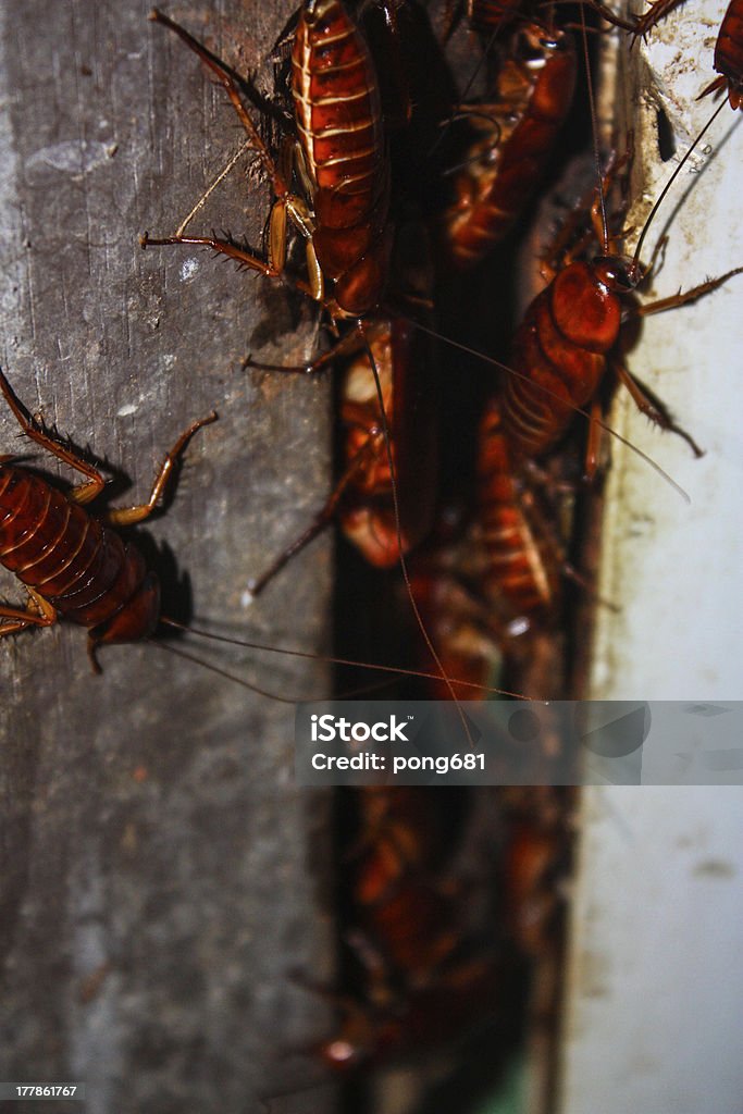 Lotes de Cockroaches - Foto de stock de Cucaracha libre de derechos