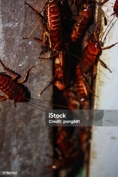 Lotes De Cockroaches Foto de stock y más banco de imágenes de Cucaracha - Cucaracha, Enjambre de insectos, Fotografía - Imágenes