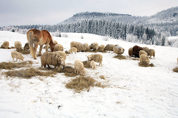istock Winter on the farm. 177861826