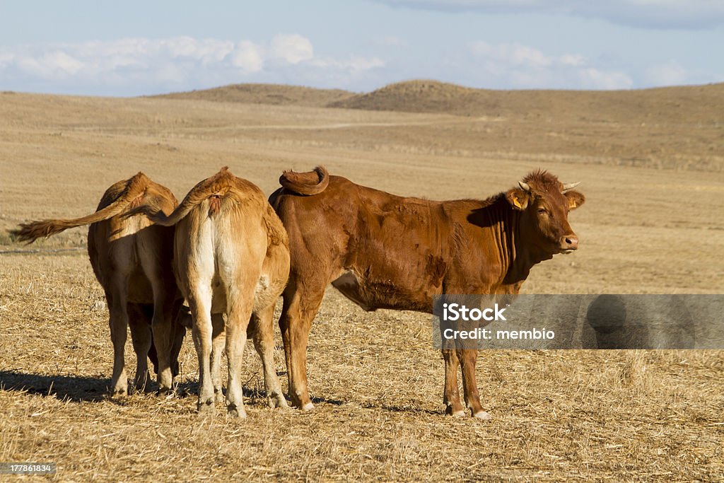Braun Kühe - Lizenzfrei Agrarbetrieb Stock-Foto