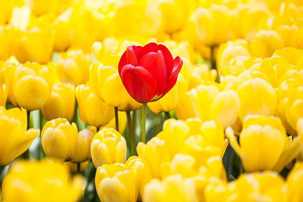 hermosos tulipanes - field tulip flower tree fotografías e imágenes de stock