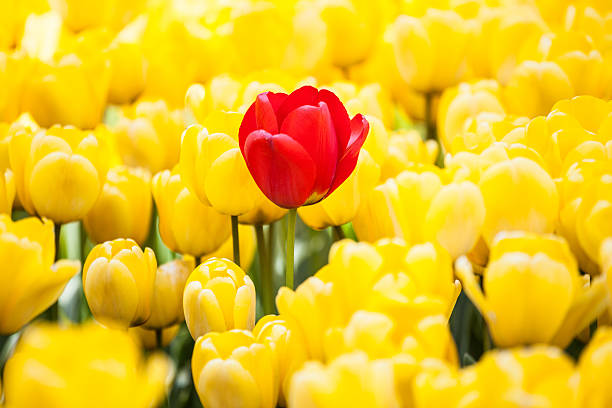 piękne tulipany - field tulip flower tree zdjęcia i obrazy z banku zdjęć