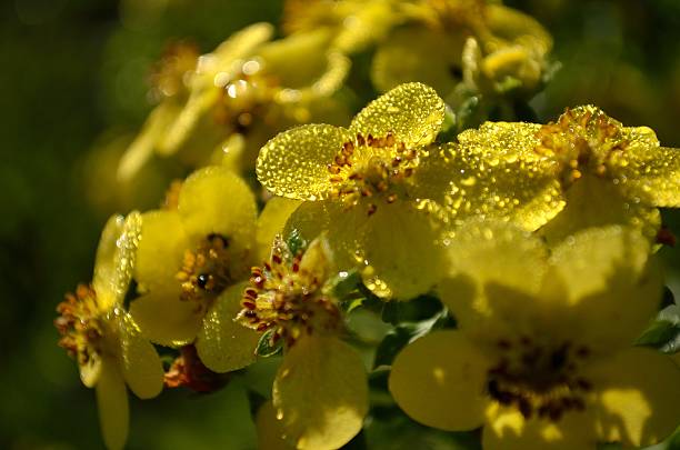 dew on flower dew on flowers yellow cinquefoil potentilla anserina stock pictures, royalty-free photos & images